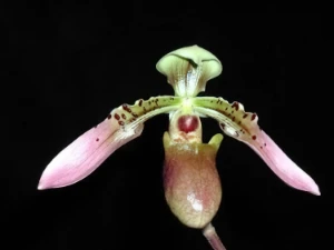 Bild von Paphiopedilum cerveranum 1